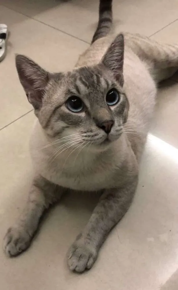Gato ra a SRD idade 1 ano nome Bartô