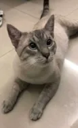 Bartô