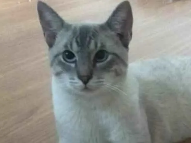 Gato ra a SRD idade 1 ano nome Bartô