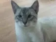 Bartô