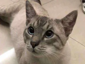 Gato raça SRD idade 1 ano nome Bartô