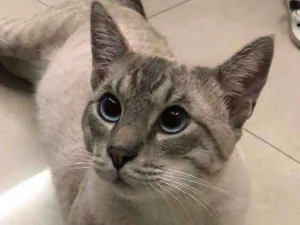 Gato ra a SRD idade 1 ano nome Bartô