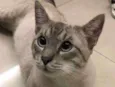 Bartô