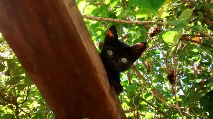 Gato ra a SRD idade Abaixo de 2 meses nome Aza Khaleesi