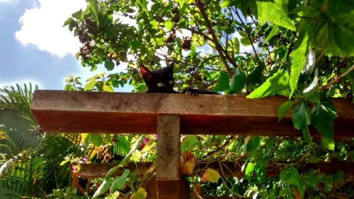 Gato ra a SRD idade Abaixo de 2 meses nome Aza Khaleesi
