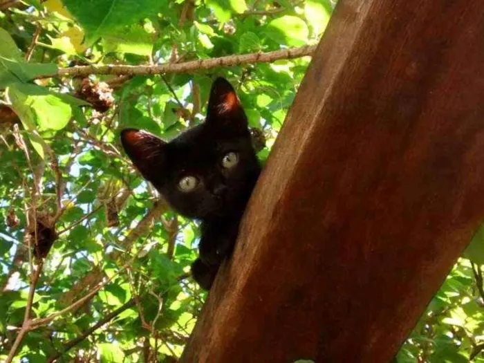 Gato ra a SRD idade Abaixo de 2 meses nome Aza Khaleesi