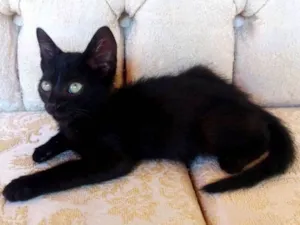 Gato raça SRD idade Abaixo de 2 meses nome Aza Khaleesi