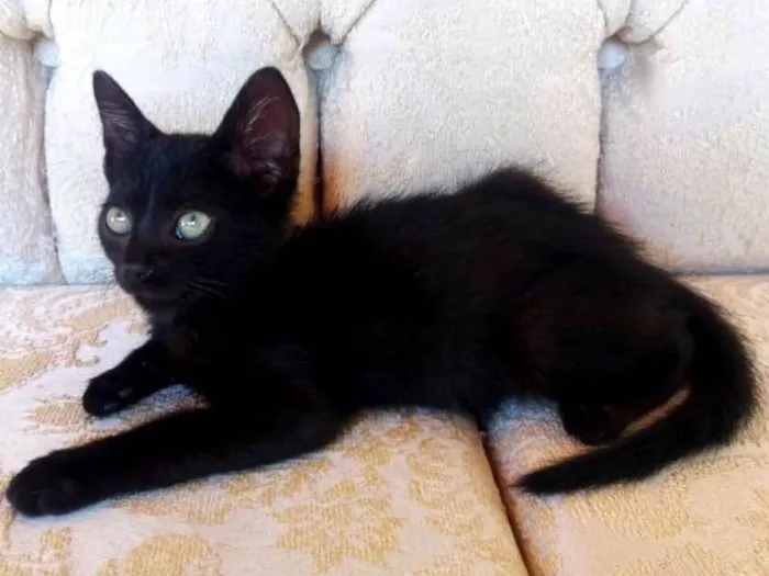 Gato ra a SRD idade Abaixo de 2 meses nome Aza Khaleesi