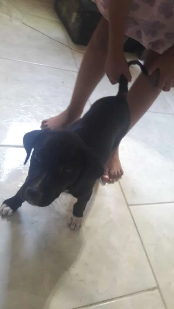 Cachorro ra a Não  idade 1 ano nome Pretinha