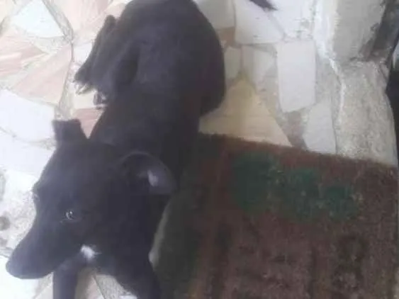 Cachorro ra a Não  idade 1 ano nome Pretinha