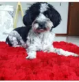 Oddy