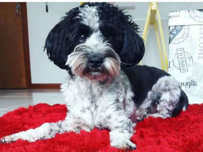 Cachorro ra a Ilhasa apso idade 4 anos nome Oddy