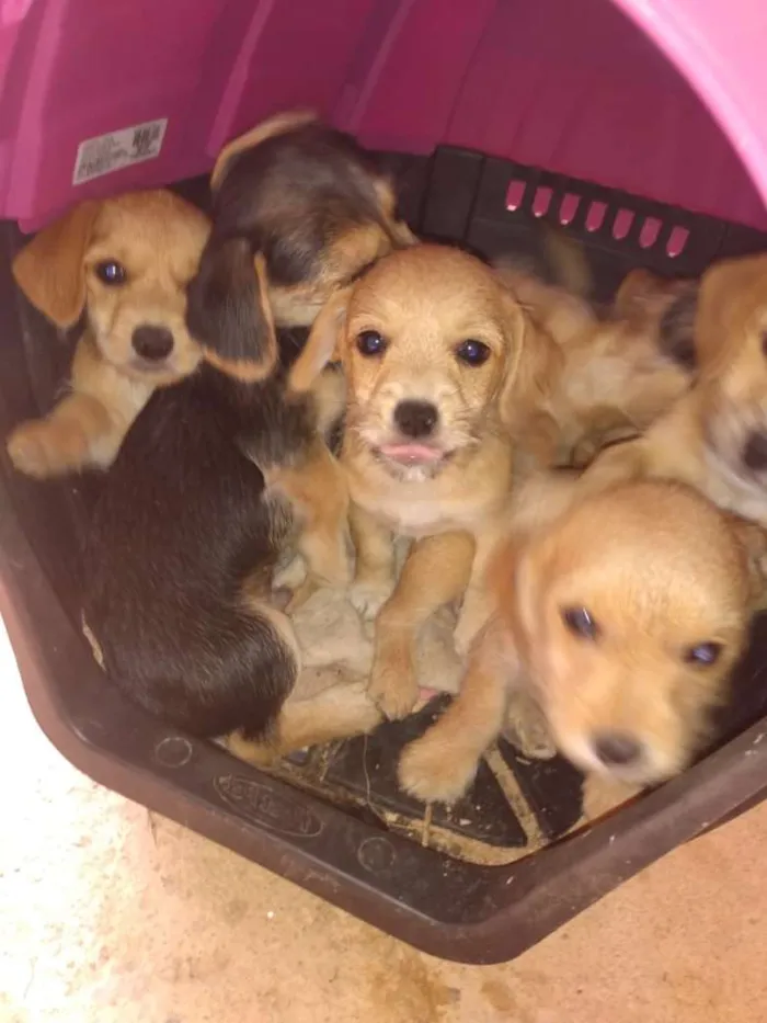Cachorro raça Basset-Cofap idade 2 a 6 meses nome ainda não tem