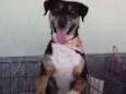 Lassie