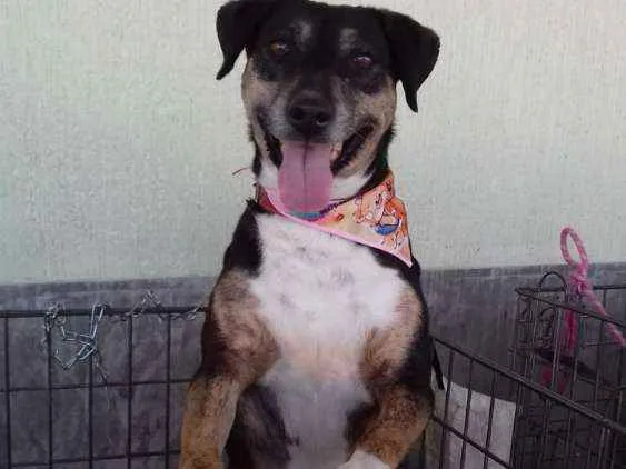Cachorro raça Não definida idade 3 anos nome Lassie