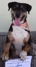 Lassie