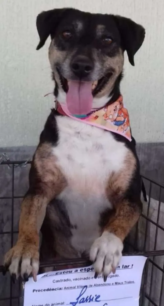 Cachorro raça Não definida idade 3 anos nome Lassie