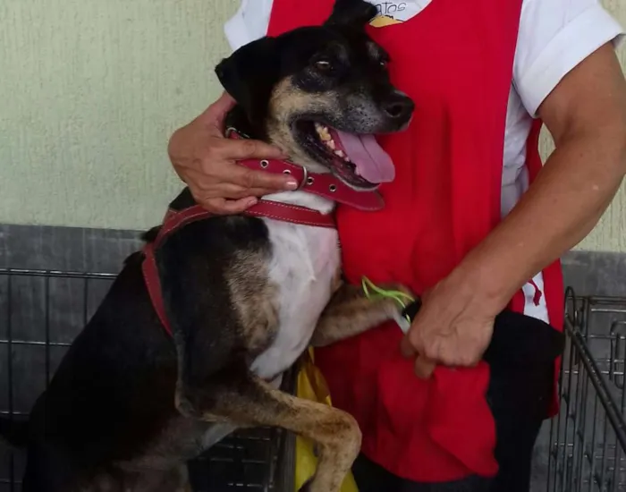 Cachorro raça Não definida idade 3 anos nome Lassie