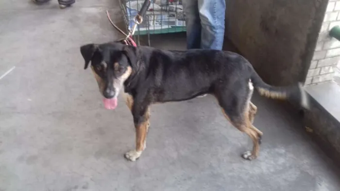 Cachorro raça Não definida idade 3 anos nome Lassie
