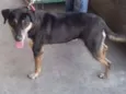 Lassie