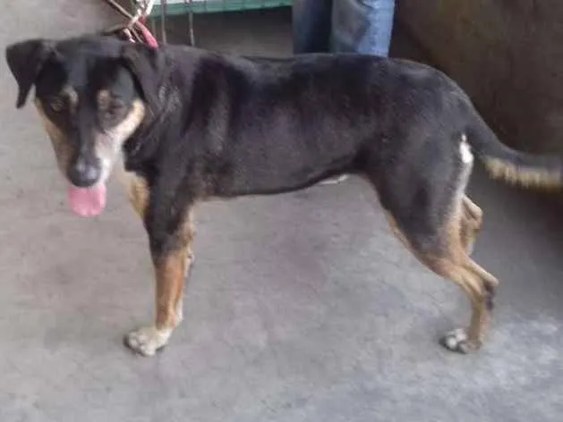 Cachorro raça Não definida idade 3 anos nome Lassie