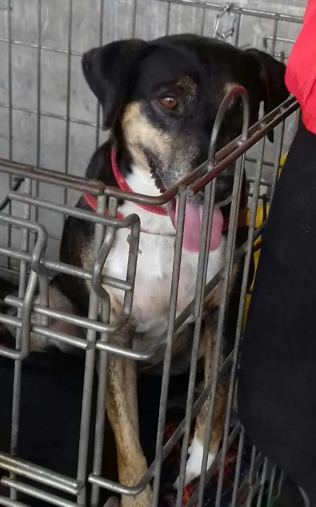 Cachorro raça Não definida idade 3 anos nome Lassie