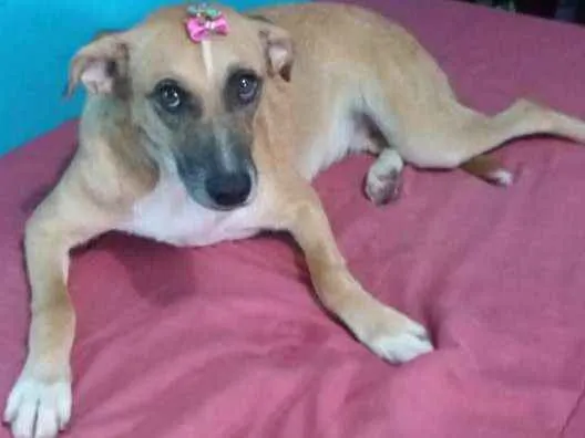 Cachorro ra a Não definida idade 1 ano nome Amarela