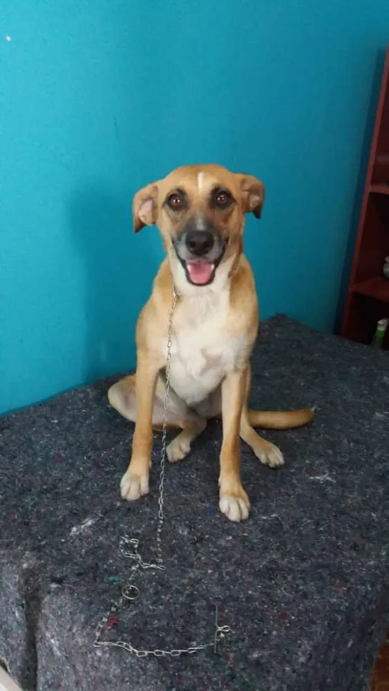 Cachorro ra a Não definida idade 1 ano nome Amarela