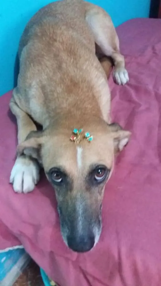 Cachorro ra a Não definida idade 1 ano nome Amarela
