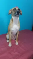Amarela