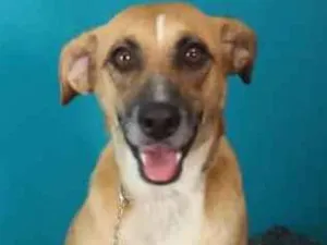 Cachorro raça Não definida idade 1 ano nome Amarela