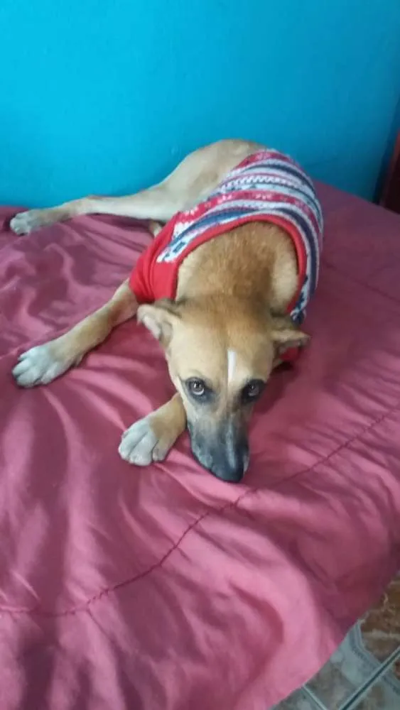 Cachorro ra a Não definida idade 1 ano nome Amarela