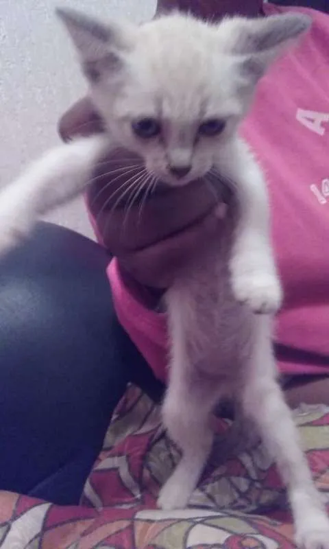 Gato ra a SRD idade 2 a 6 meses nome Zoe e Floquinho