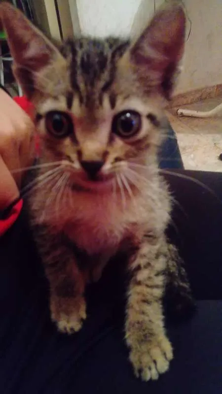 Gato ra a SRD idade 2 a 6 meses nome Zoe e Floquinho