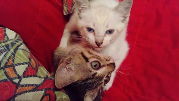 Gato ra a SRD idade 2 a 6 meses nome Zoe e Floquinho