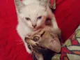 Zoe e Floquinho