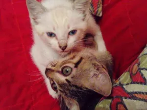 Gato raça SRD idade 2 a 6 meses nome Zoe e Floquinho