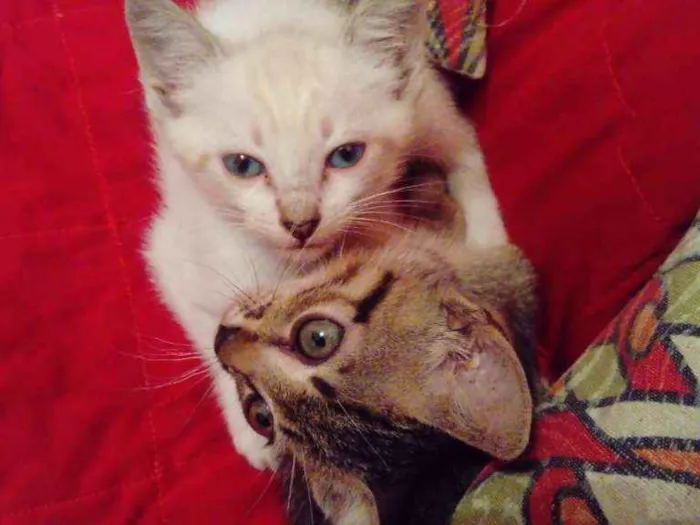 Gato ra a SRD idade 2 a 6 meses nome Zoe e Floquinho