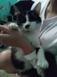 Gata Frajolinha