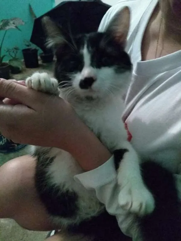 Gato ra a srd idade 2 a 6 meses nome Gata Frajolinha