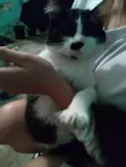 Gata Frajolinha