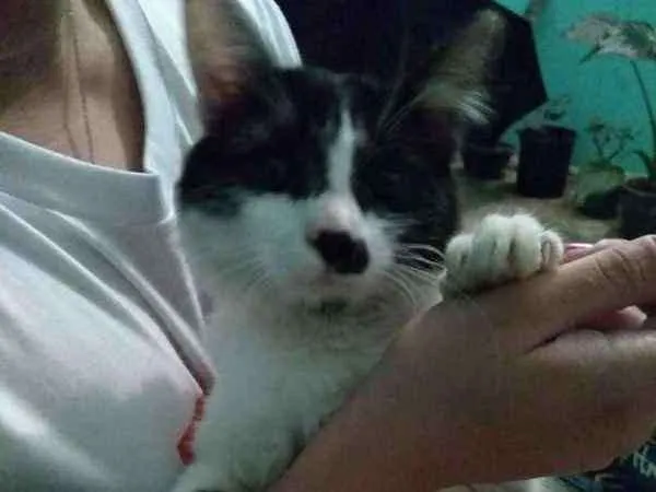Gato ra a srd idade 2 a 6 meses nome Gata Frajolinha