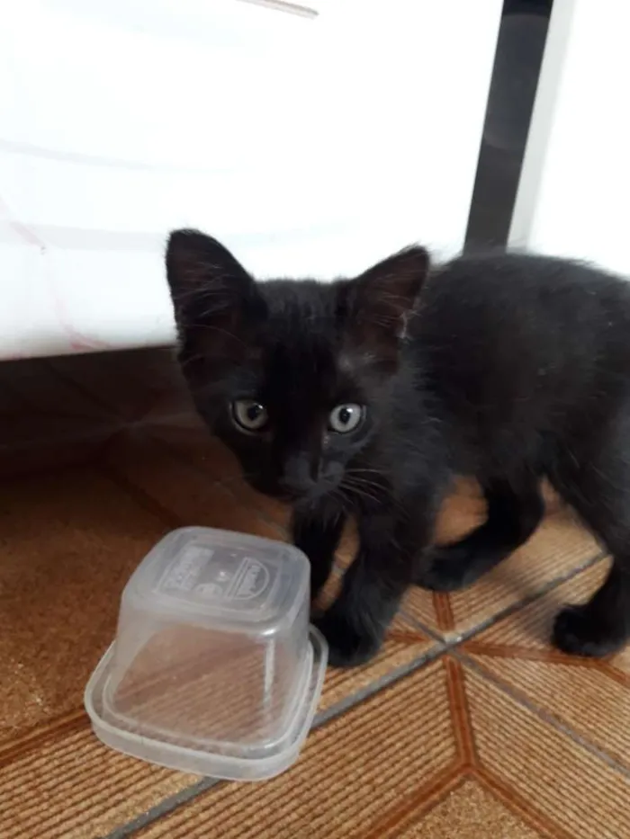 Gato ra a Srd idade 2 a 6 meses nome Sasuke, Hinata e Him