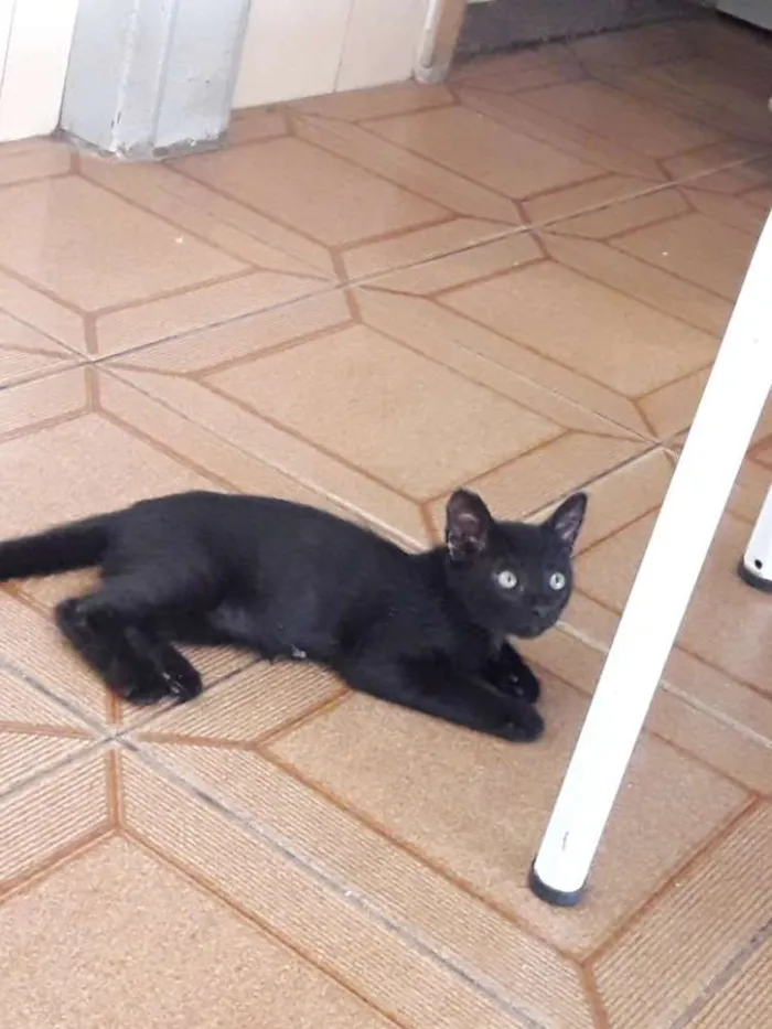 Gato ra a Srd idade 2 a 6 meses nome Sasuke, Hinata e Him