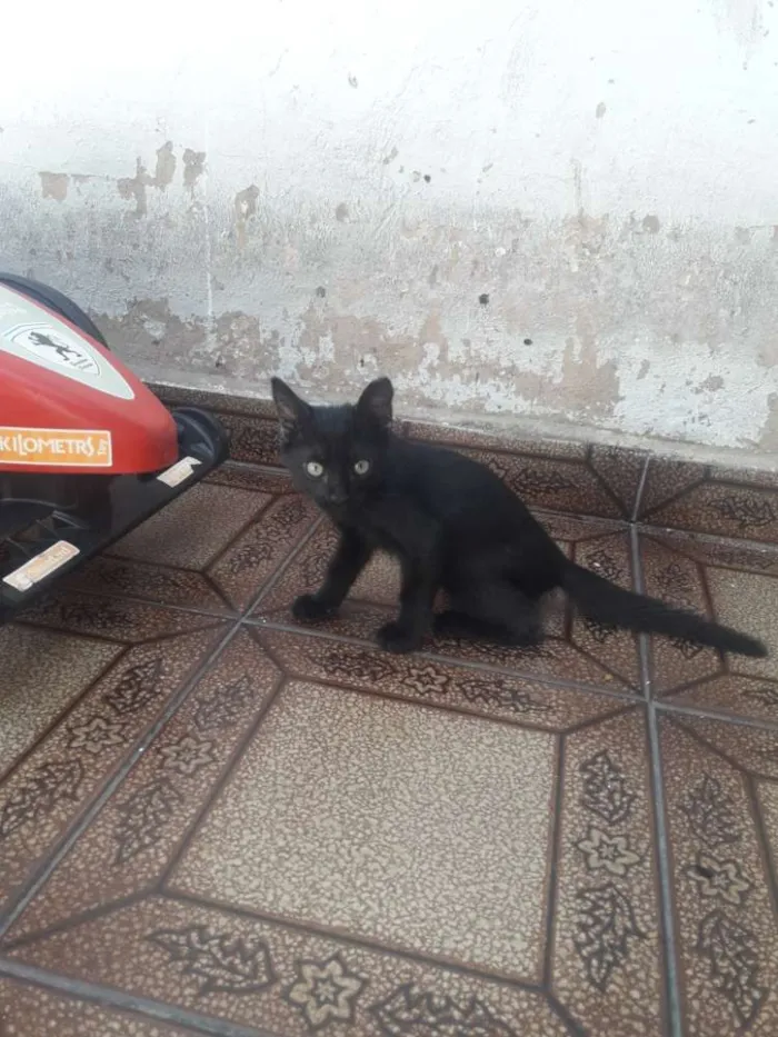 Gato ra a Srd idade 2 a 6 meses nome Sasuke, Hinata e Him