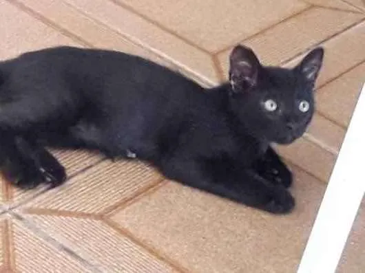 Gato ra a Srd idade 2 a 6 meses nome Sasuke, Hinata e Him