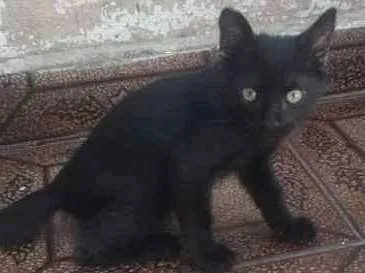 Gato ra a Srd idade 2 a 6 meses nome Sasuke, Hinata e Him
