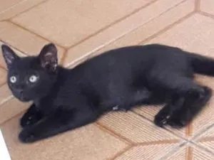 Gato raça Srd idade 2 a 6 meses nome Sasuke, Hinata e Him