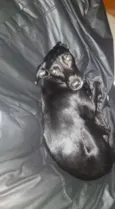 Nêga