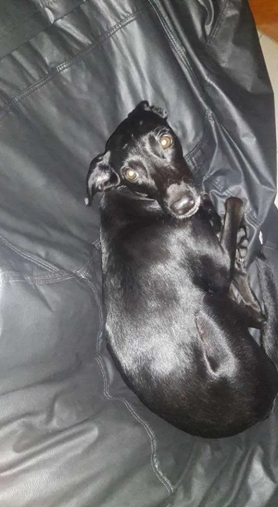 Cachorro ra a SRD idade 3 anos nome Nêga
